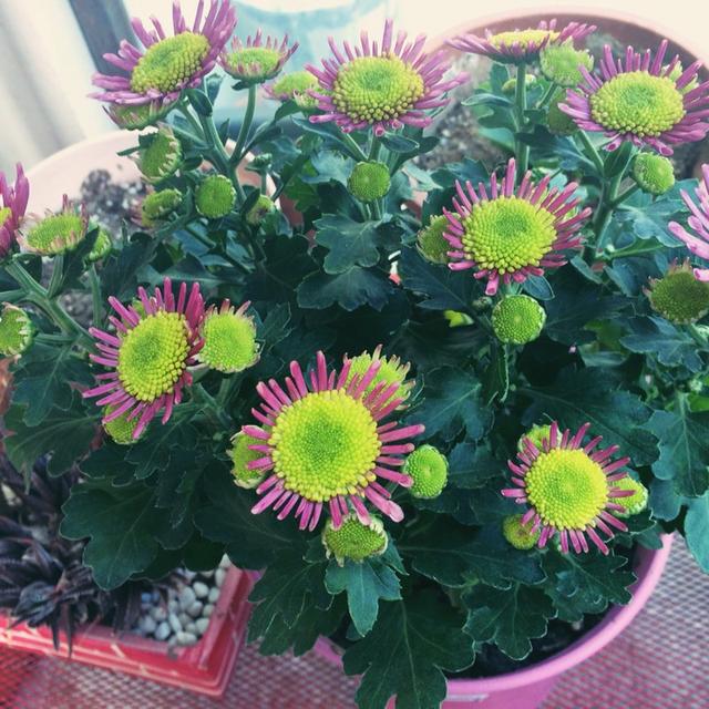 养花不如养盆"女王菊",花开美观又大气,超妖艳