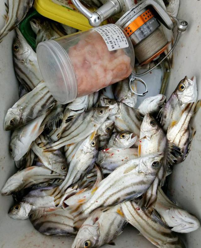 咸淡水交界处钓到一种叫唱歌婆的鱼不敢用手去碰