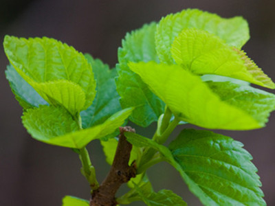 研究发现,桑叶中含有多种有助于调节血糖的成分,喝桑叶茶可以促进