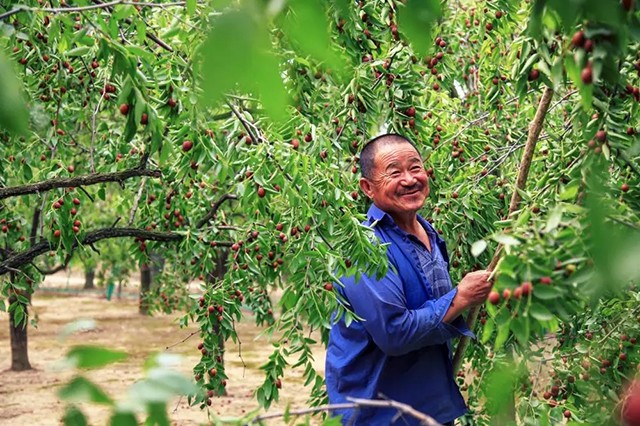 乐陵小枣节:拿起竹竿唱起歌 千年枣林打枣去