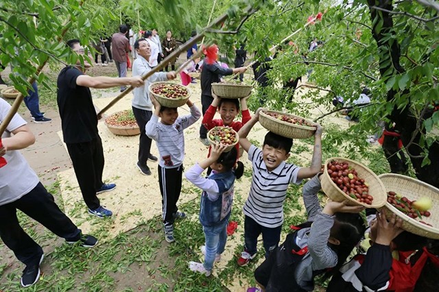 乐陵小枣节:拿起竹竿唱起歌 千年枣林打枣去