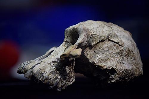 380万年前南方古猿头骨化石出土,或成人类进化史"新偶像"