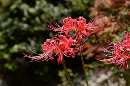 彼岸花开秋韵中的绚烂和凄美 新浪财经 新浪网