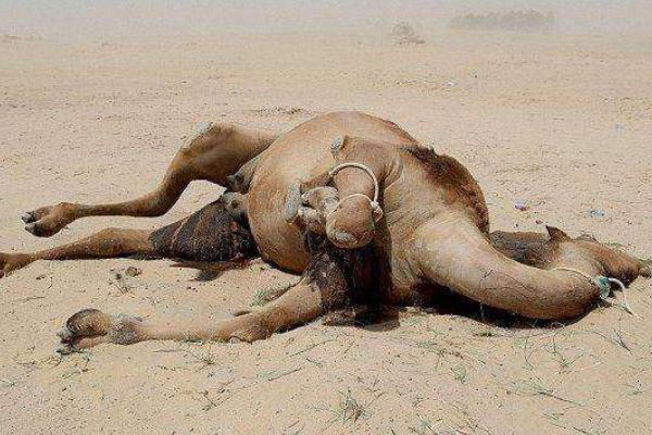 沙漠十大恐怖动物图片图片