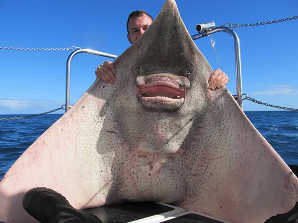 秘鲁渔夫海岸意外捕获巨型鳐鱼,当地专家称这是罕见现象