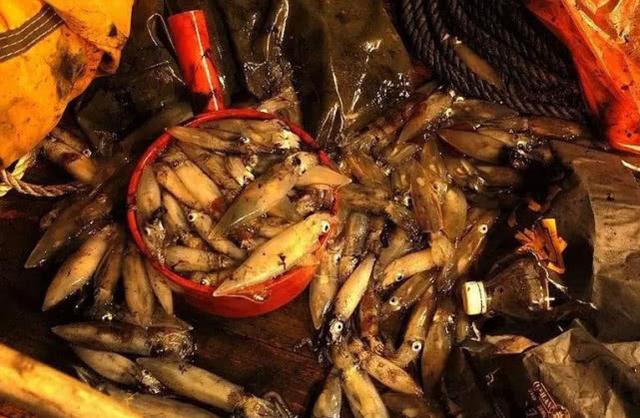 深海夜钓鱿鱼,钓法简单刺激特别受年轻人喜欢