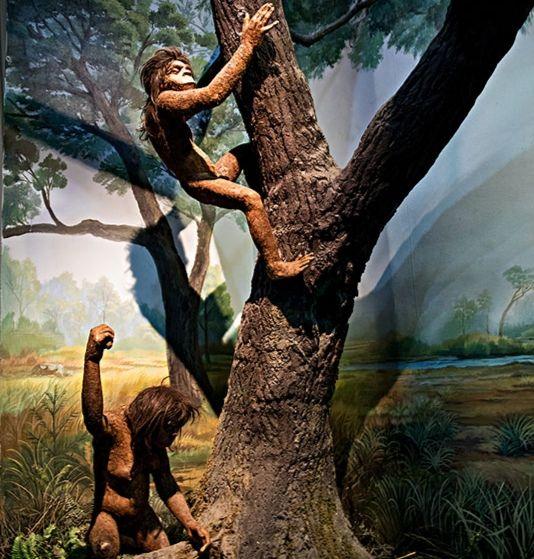 人类是猴子变来的?并非如此!但进化论科学性不容置疑,证据太多