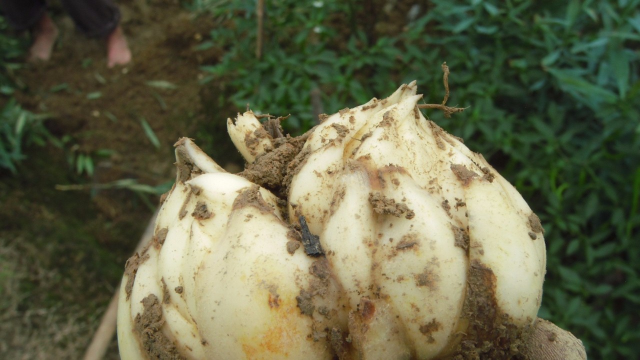 买点香水百合的鳞茎,养花盆,种院子都好养,来年能开出喷香花朵