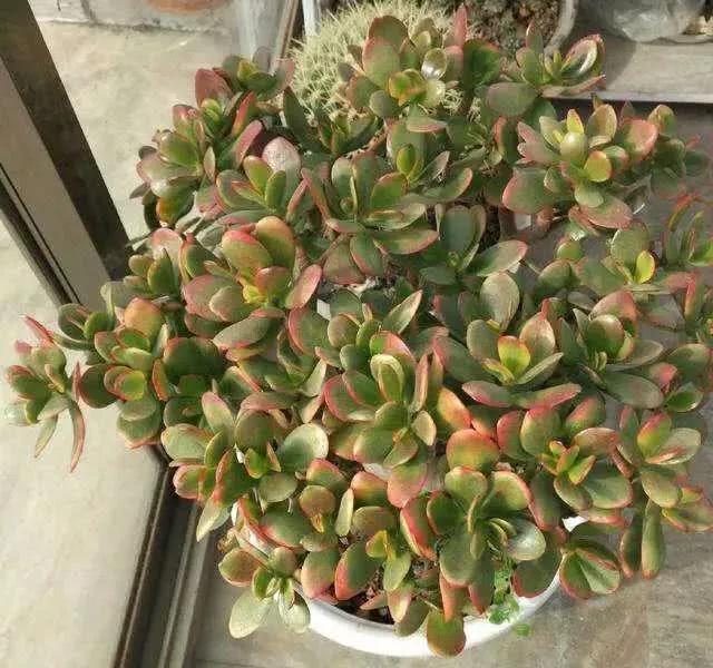 红边玉树怎么养注意3个小技巧枝壮叶片艳丽非常漂亮