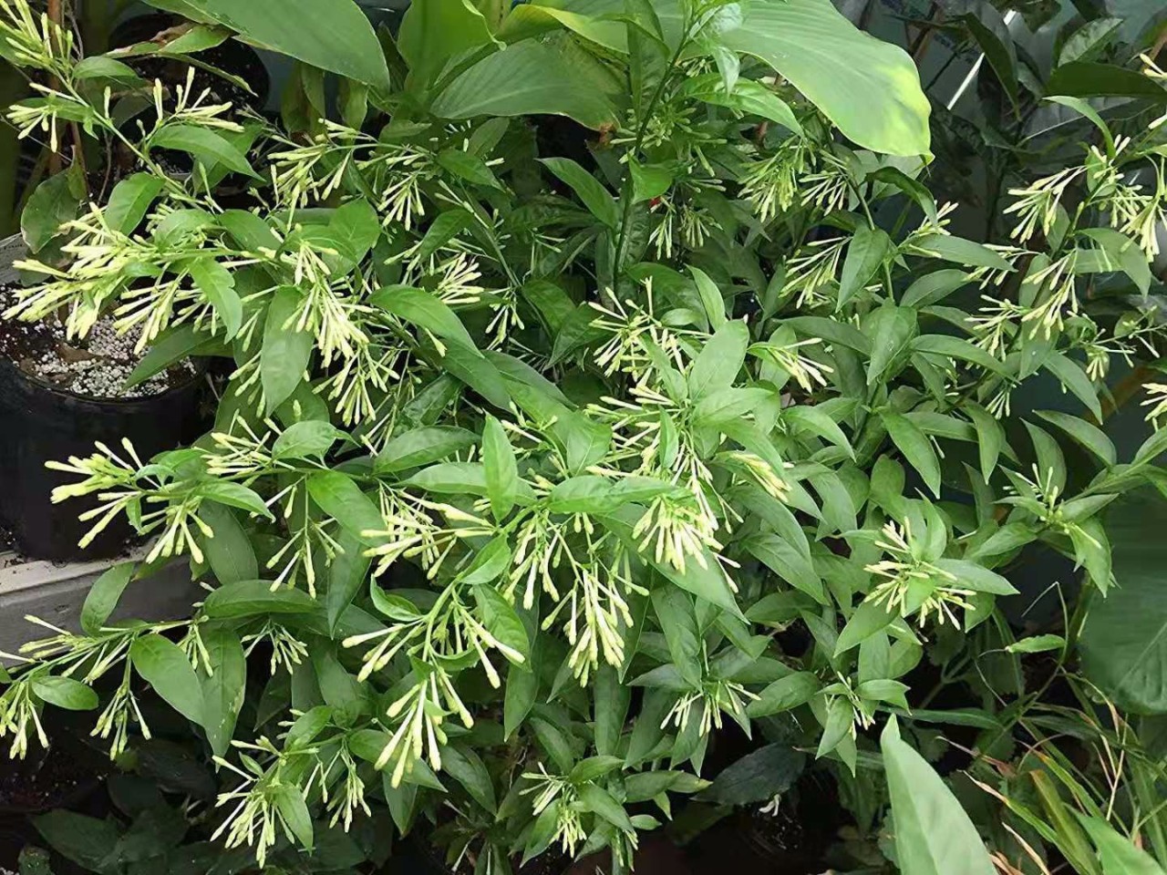 这种开花植物在花市里其貌不扬却特受欢迎买回家就是闻香味