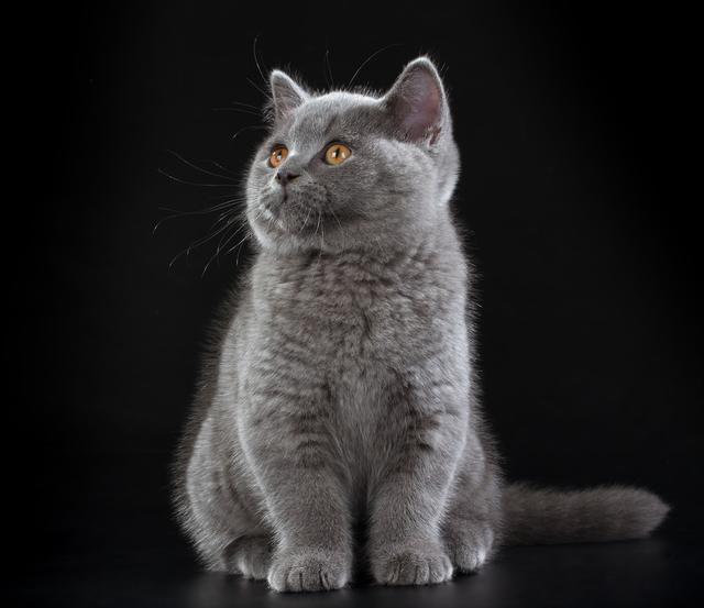 盘点世界三大蓝猫!原来除了英短,还有两个罕见品种你见过吗?