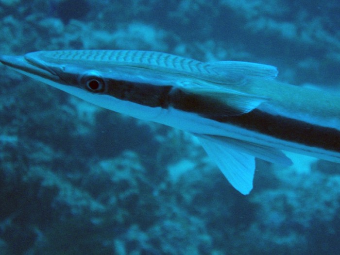 科学家从䲟鱼获得灵感研发出附着力更强的吸盘