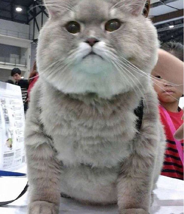 灰色橘猫胖成个气球,铲屎官给它洗了个澡后,众人直呼竟是虚胖