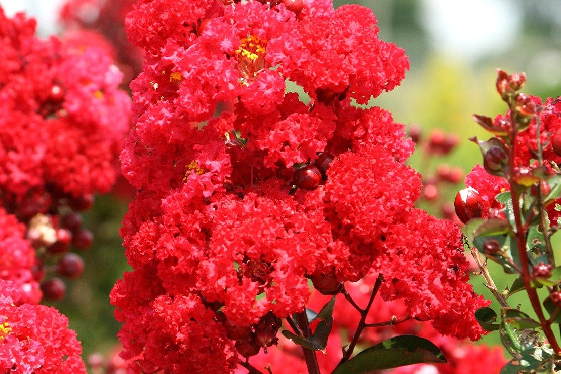 这8种经典的红花灌木种院子特引人注意邻居都来问我叫啥名