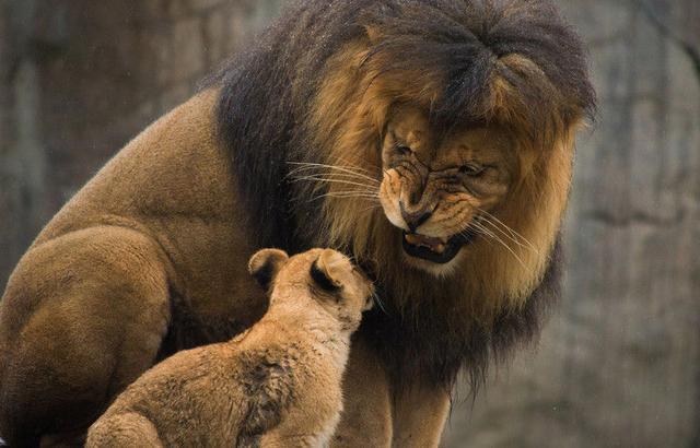 幼崽却一脸的不待见|小狮子|幼崽|雄狮_新浪新闻