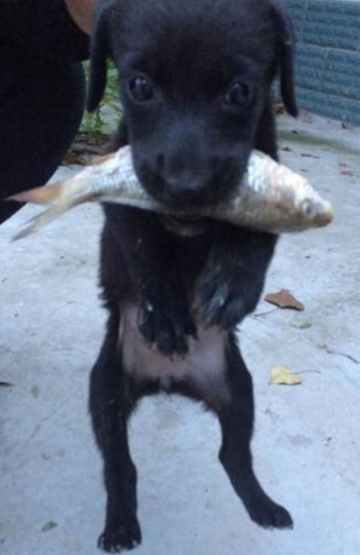 黑狗长期陪老人钓鱼,久而久之练就抓鱼技能,众人直呼成精了|家里人|狗