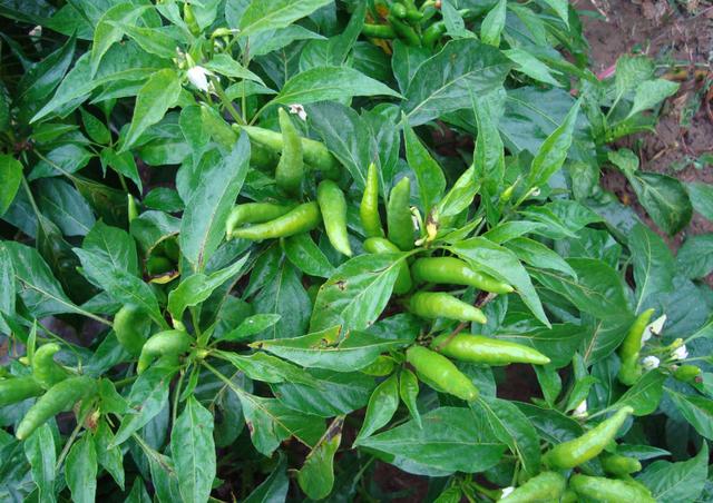 阳台种点红辣椒浇点水来点肥蹭蹭结果有营养味道好