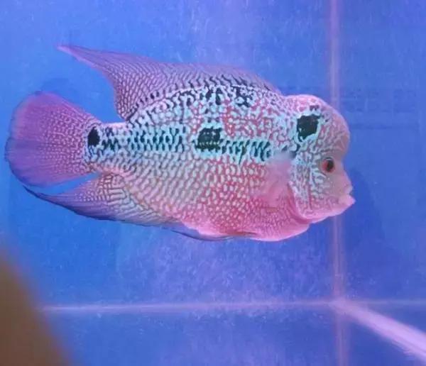 珍珠马骝罗汉鱼如何养水,金鱼喂食,鱼病防治,奇闻轶