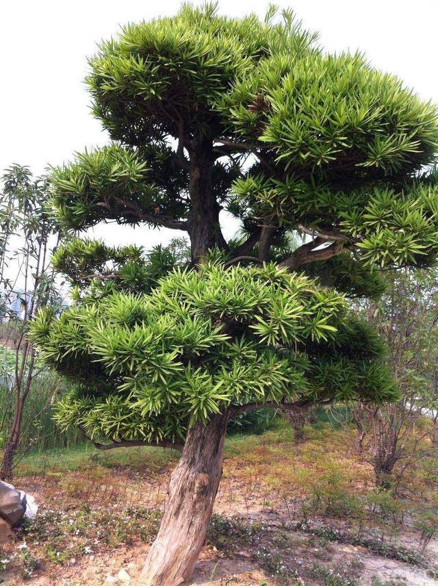 山上找棵松树树下捡点养花宝一年养花肥就够了