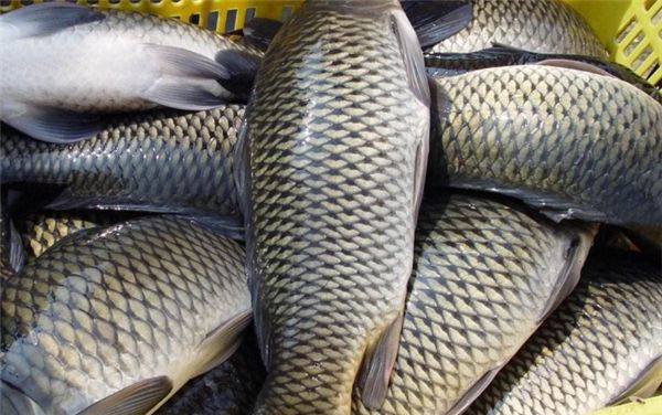 它曾是中国u201c4大名鱼u201d之一，如今吃的人很少，为何人们不吃了？_中国四 