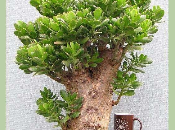 厚脸皮的植物玉树,到底有没有毒?能在室内种植吗?