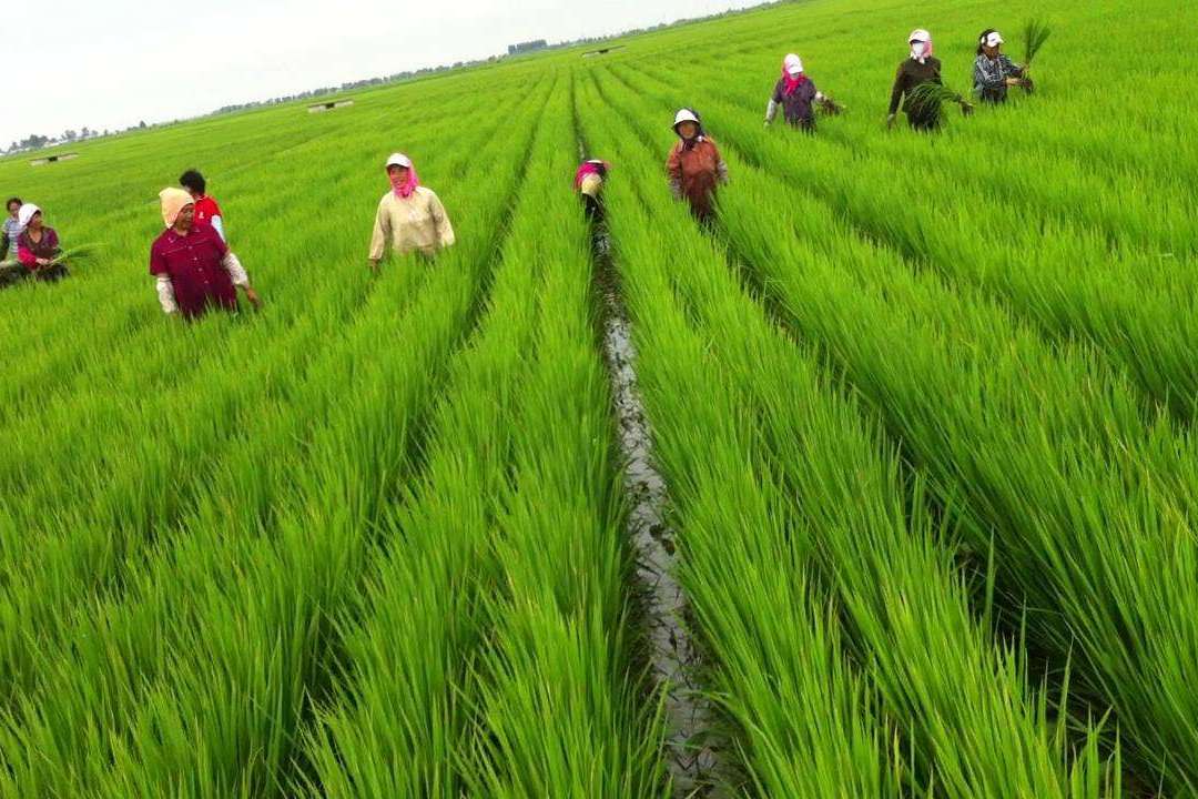 农民种水稻能领取补贴,而且是直接发给种植者,这种好事快去问问