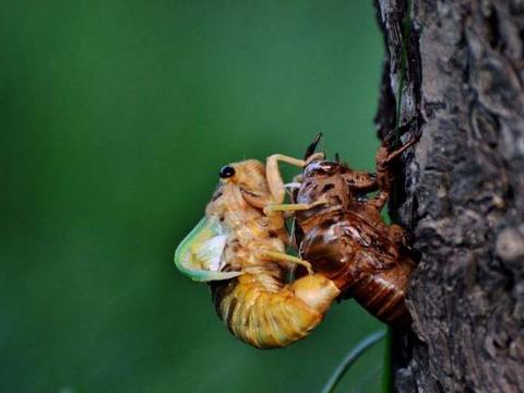 世界最长寿的奇怪昆虫之一 在地下能生活17年还会发出 叫声 世界最长寿的奇怪昆虫之一 在地下能生活17年还会发出 叫声