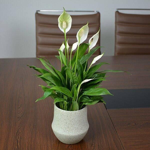 白掌叶尖黑乎乎快扒开土壤看一看根要是烂了还能救回来