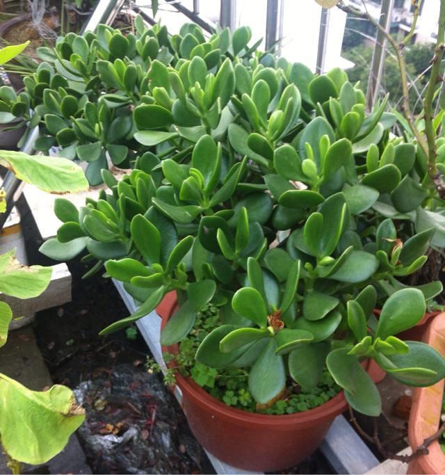 厚脸皮的植物玉树,到底有没有毒?能在室内种植吗?