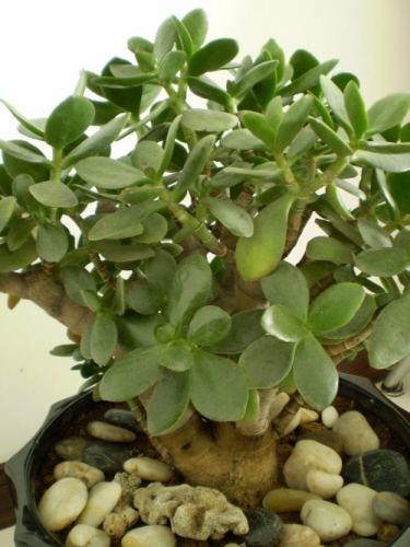 厚脸皮的植物玉树,到底有没有毒?能在室内种植吗?