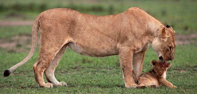 小狮子坠下绝壁路人都觉得束手无策,但母狮子的举动让人震惊!