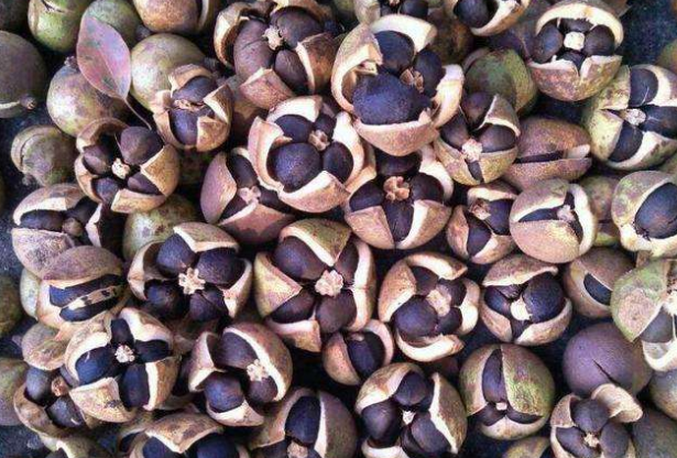 山上的油茶果,榨成茶籽油能卖到88元,如今不少农民靠它赚钱