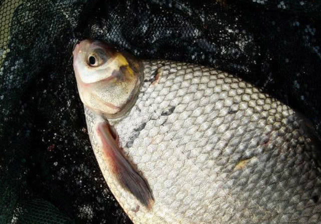 肉质细嫩鲜美的鱼中上品鳊鱼,该如何垂钓?