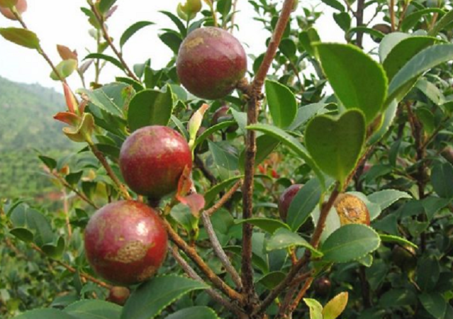 山上的油茶果,榨成茶籽油能卖到88元,如今不少农民靠它赚钱