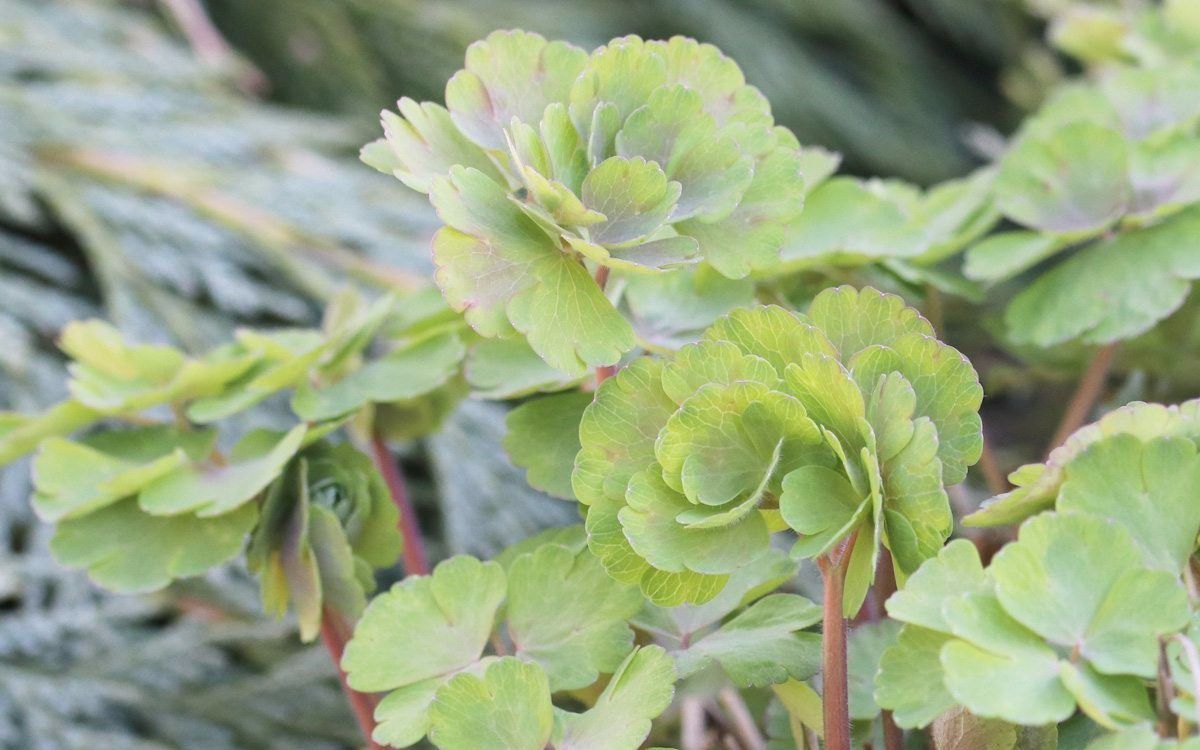 耐寒能力强悍,南方都没看到过|南方|耧斗菜|幼苗_新浪新闻