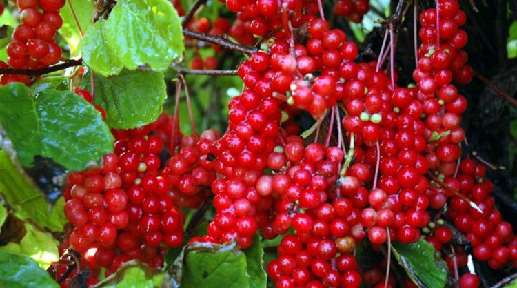 这紫红野果真奇怪,吃一粒能尝遍酸甜苦辣咸,营养堪比鸡蛋!