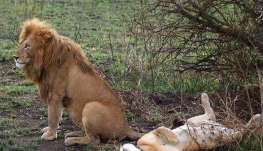 发情的狮王强行上老虎,狮王逆天的节奏,想不到是这样的结局