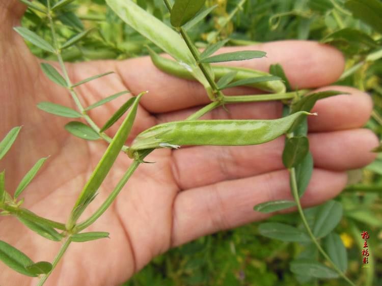 回家之后在春天进行播种,明年我们就能够抢先吃上最鲜嫩的野豌豆苗了