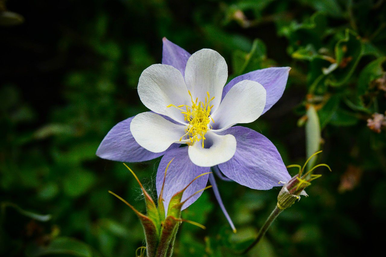耐寒能力强悍,南方都没看到过|南方|耧斗菜|幼苗_新浪新闻
