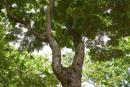 梨花木是什么树