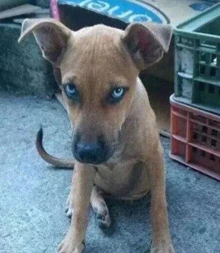 女友带了只流浪狗回家,结果越看越不对劲,这眼神怨气太重了!