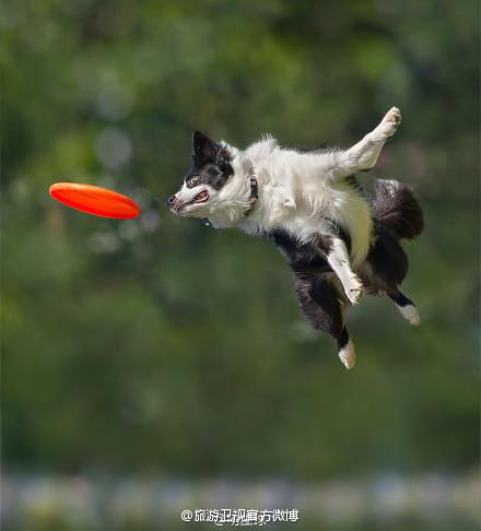 意大利摄影师piccoli前段时间拍摄了一组会飞的狗