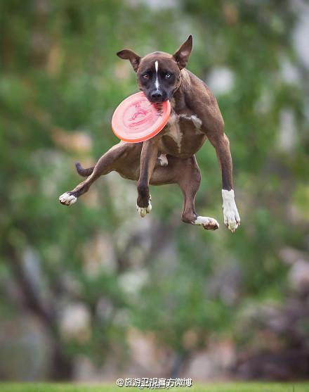 意大利摄影师piccoli前段时间拍摄了一组会飞的狗