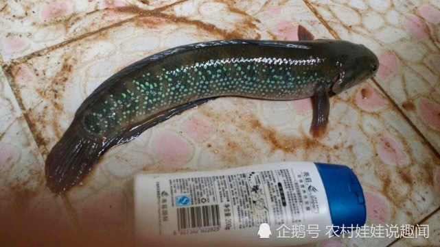 点像长了鱼鳞,却没有鱼须的鲶鱼,它还有另外一个好听的名字叫做天星鱼