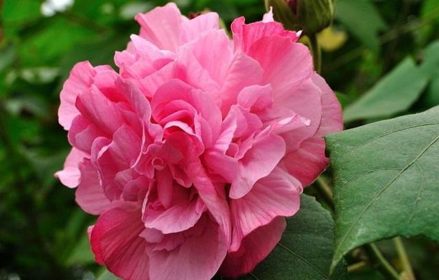 开花雍容华贵,花瓣层层叠叠,芙蓉花四季爱开花,值得入手!