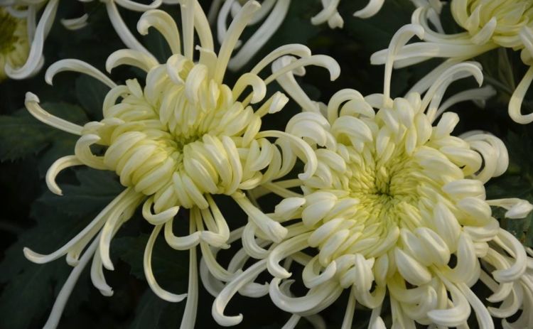 喜欢菊花,就养玄墨,淡雅清新,花期超长,轻松爆成菊花海