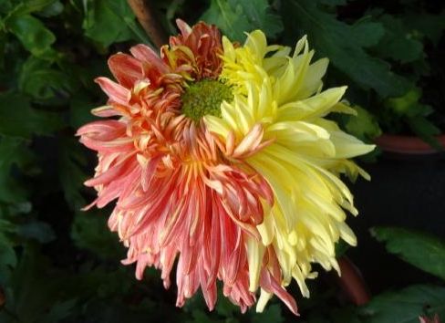 喜欢菊花,就养盆"珍稀名菊"二乔菊,色泽艳丽,美爆了