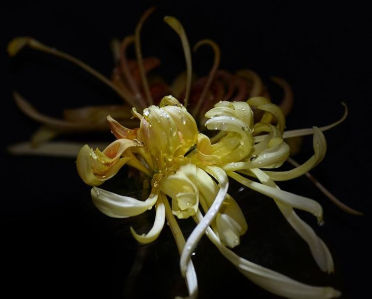 喜欢菊花,就养玄墨,淡雅清新,花期超长,轻松爆成菊花海