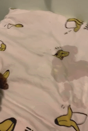 泰迪尿床,主人让狗狗自己罚站,泰迪的表情,让人笑翻了