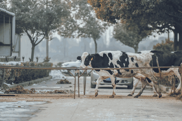 小南夜读公社奶牛场